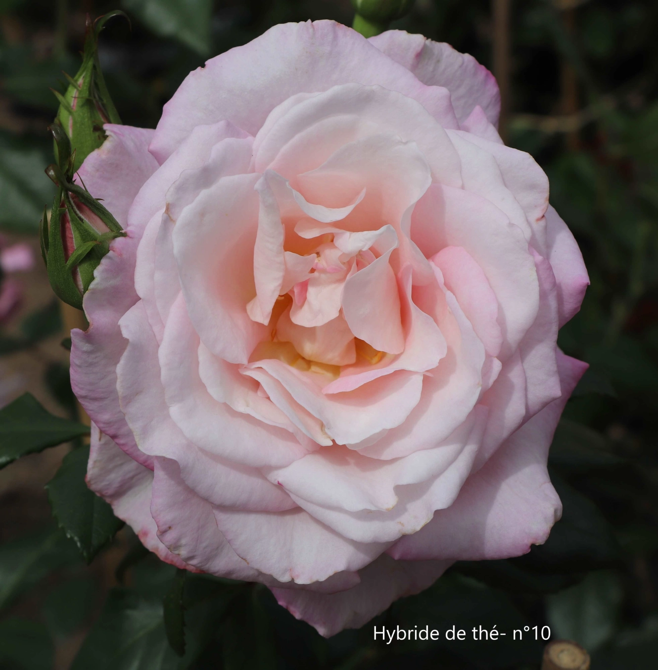 1 Concours roses