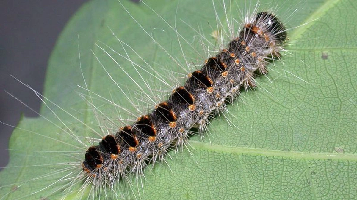 chenille