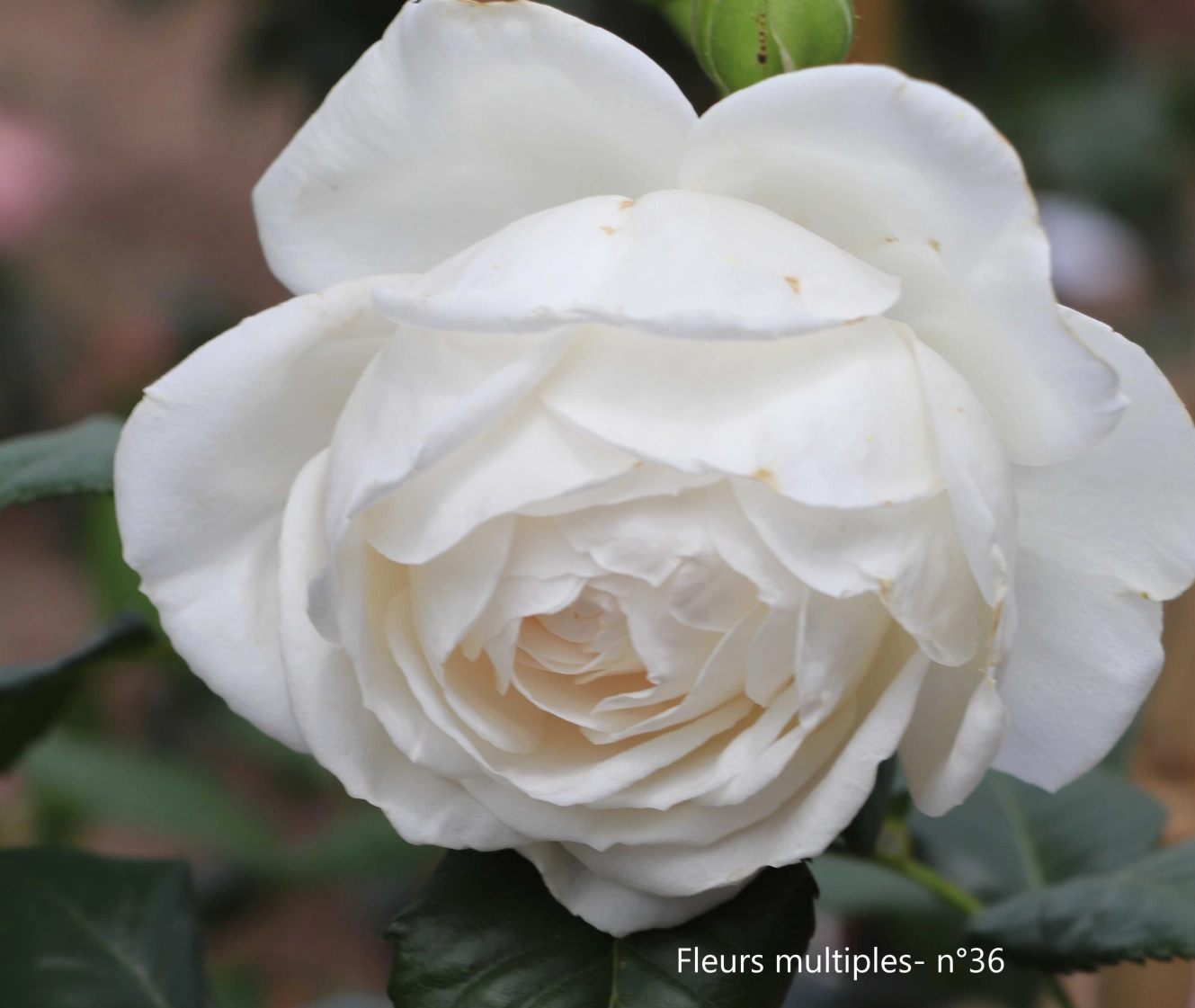 2 Concours roses
